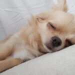 子犬がずっと寝てる・ご飯を食べない！睡眠時間と食事の関係とは？