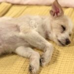 子犬の呼吸が早い？寝ている時に呼吸が早くなる原因と対策！