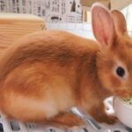 うさぎが柔らかい牧草しか食べない！その原因と対策について解説！