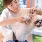 犬の耳ダニの見分け方！治療や対策を知っておこう