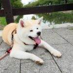 犬の舌が出たままなのはなぜ?理由や対策を知っておきましょう