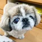 犬の下痢に関する細菌の種類はどんなものがあるの？対策はある？