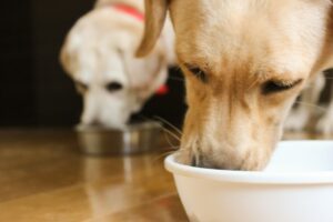 ゴールデンレトリバーの餌の量と適した食事の種類、コストの相場を調べて見た！