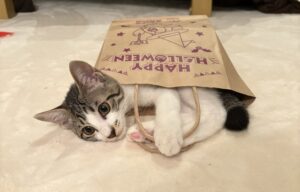 子猫が顔を舐めてくるには理由がある？健康リスクがあるのか解説！