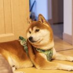 犬にうんちを促すマッサージは必要？どんなやり方があるの？