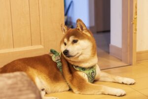 犬にうんちを促すマッサージは必要？どんなやり方があるの？