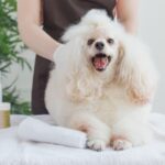 犬がヘルニアでも出来るマッサージ方法はあるの？予防はできる？