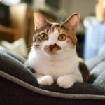 猫でも雑種が一番可愛いのはなぜ？毛色で性格がわかる？