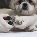 犬の爪切りの長さはどこまで切っても大丈夫？目安はどのくらい？